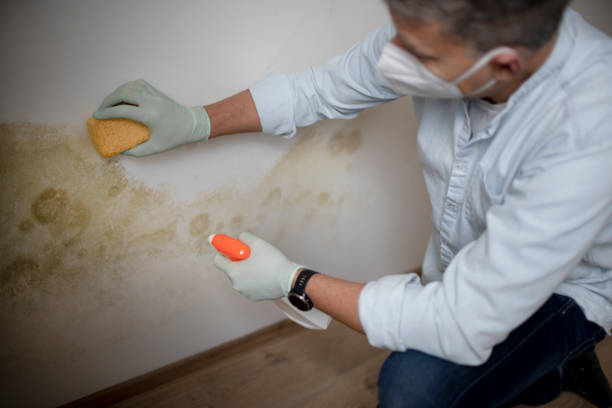 Best Professional Mold Removal  in Lely Resort, FL